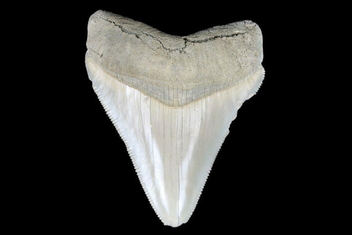 Serrated, Fossil Chubutensis Tooth - Aurora, North Carolina #176599